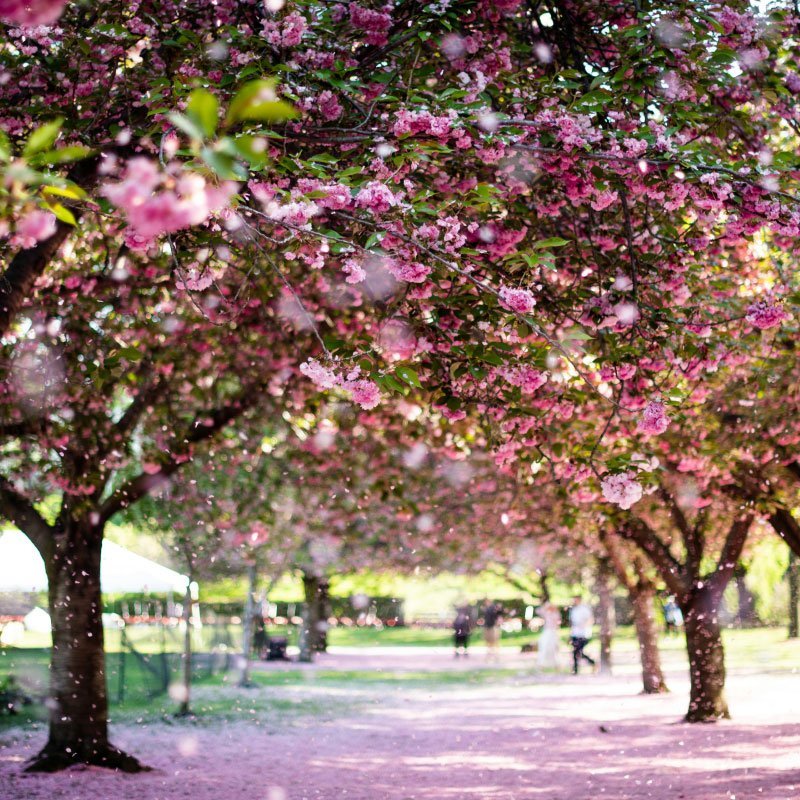 Aventuras y Naturaleza en Nueva York - Jardín Botánico de Brooklyn